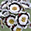 Auricula Brookfield - Abriachan Nurseries
